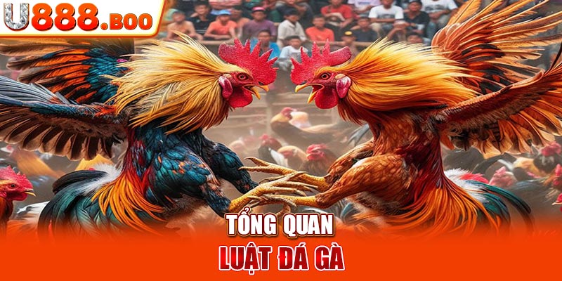 Tổng quan luật đá gà