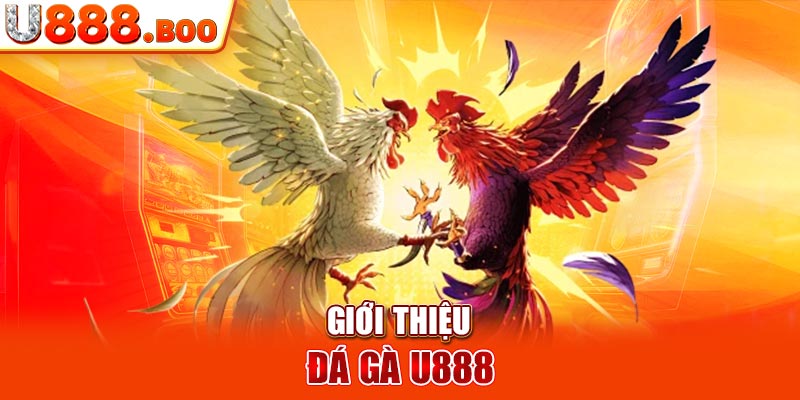 Giới thiệu đá gà U888